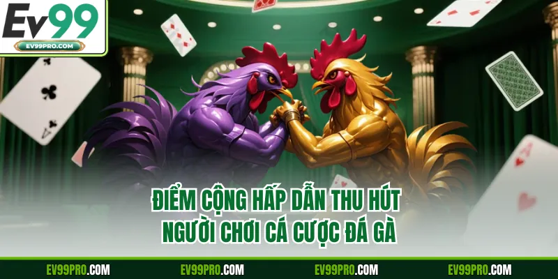 Điểm cộng hấp dẫn thu hút người chơi cá cược đá gà